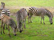 Zebras-4.jpg